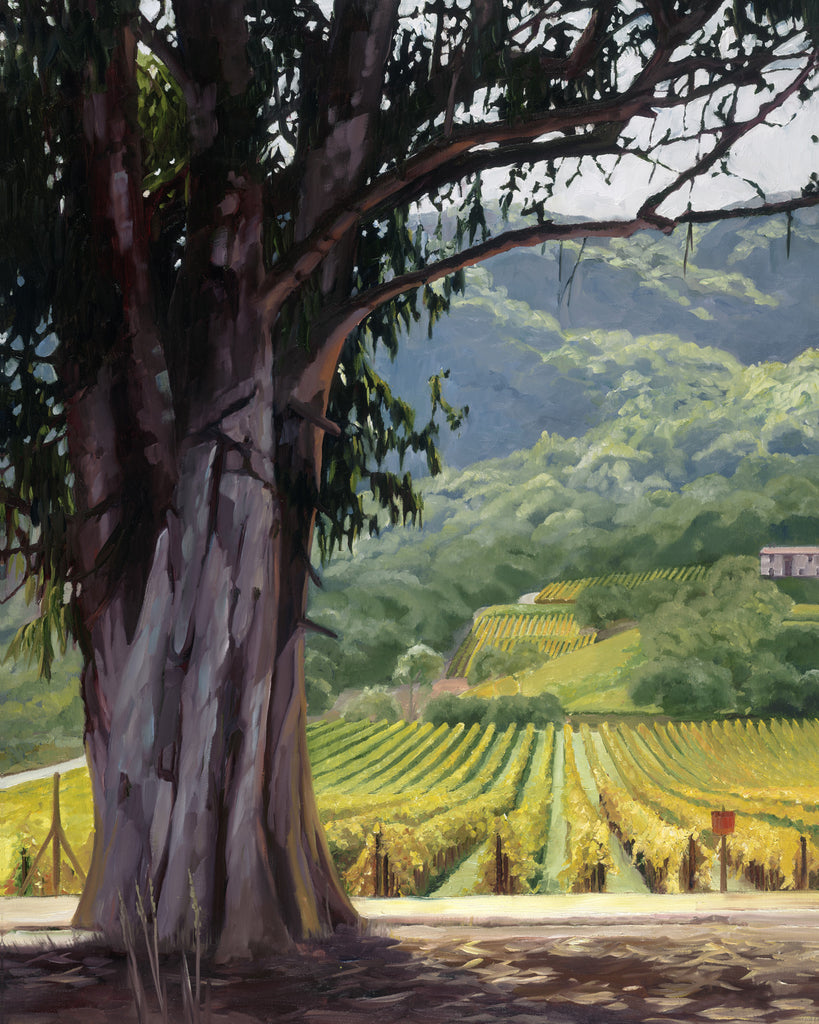 Eucalyptus Tree Near Yountville - canvas print