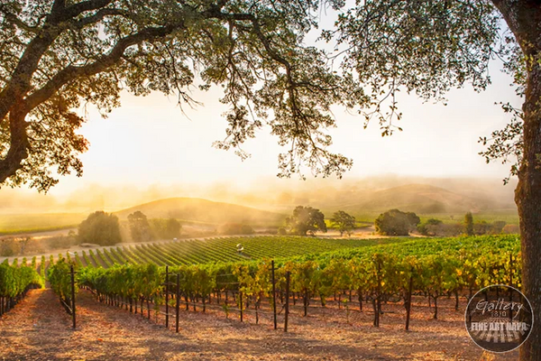 Foggy Morning Napa - Limited Edition by Hogan