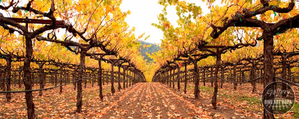 Under the Canopy Fine Art Photography print on canvas by Dennis Hogan