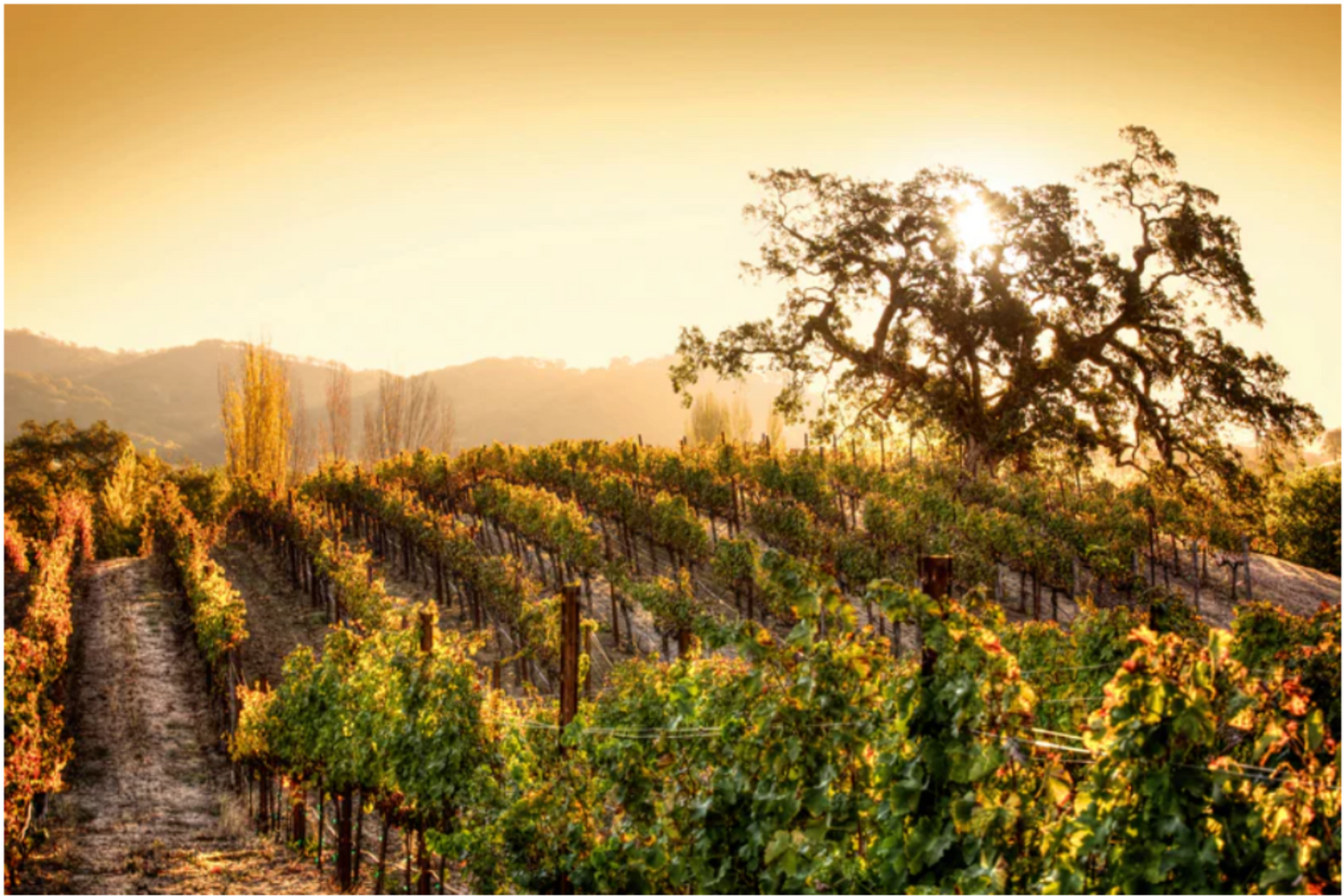 Hestan Golden Sunrise by Mars Lasar | Napa Valley Fine Art Photography