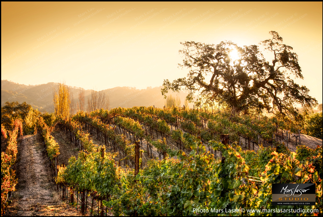 Hestan Golden Sunrise by Mars Lasar | Napa Valley Fine Art Photography