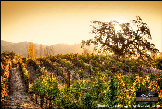 Hestan Golden Sunrise by Mars Lasar | Napa Valley Fine Art Photography