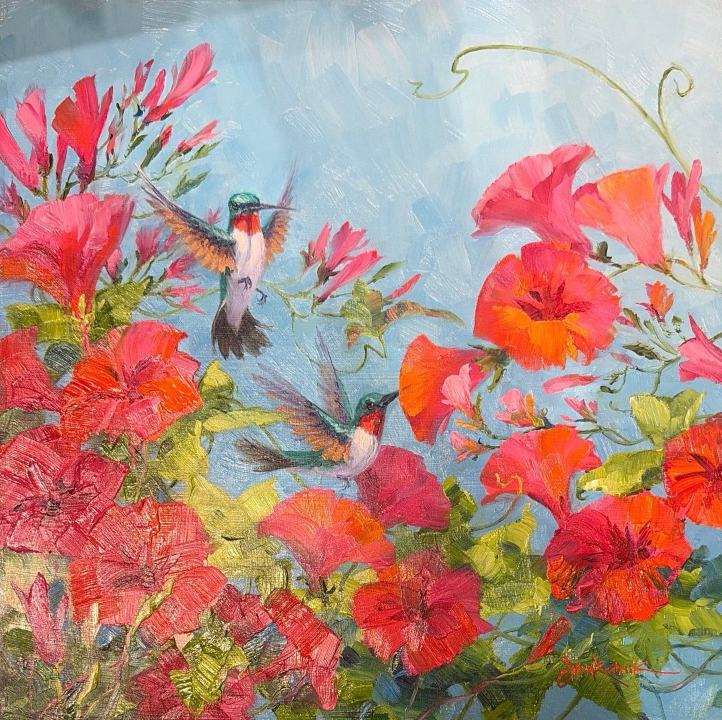 Morning Glory Delight by Mikki Senkarik, original 10x10 oil painting featuring two ruby-throated hummingbirds hovering among vibrant pink, coral, and orange morning glory blossoms against a soft blue sky.