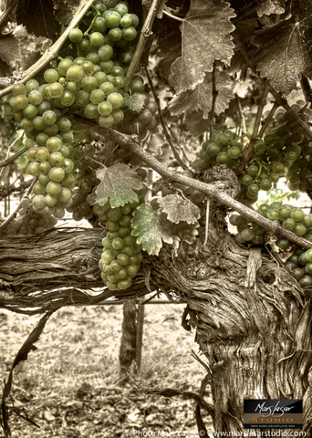 "Sauvignon Glory Sepia" by Mars Lasar