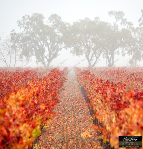 "Foggy Morning Oaks" by Mars Lasar