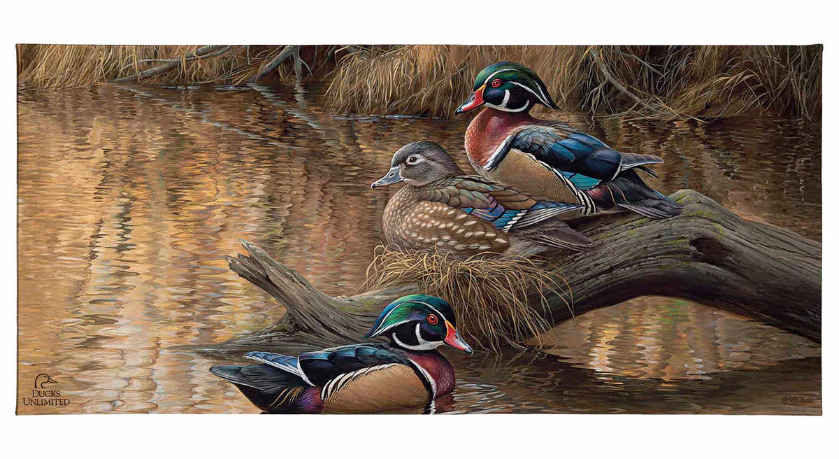 Sitting Pretty by Rosemary Millette, wood ducks by a pond, gallery wrapped canvas