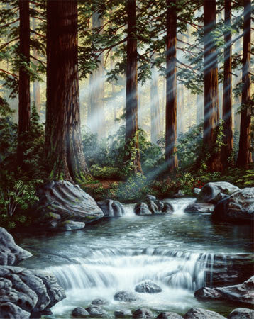California Redwoods by Patrick O'Rourke