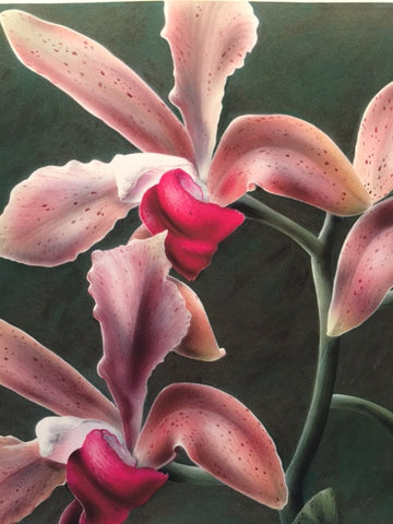 Cattleyas