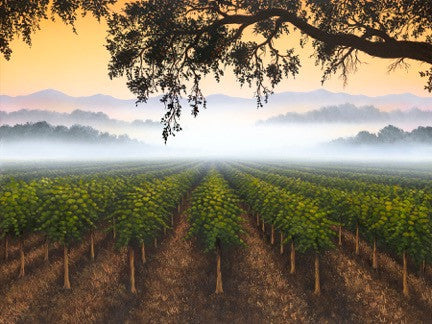 Misty Morning 2 - Limited Edition